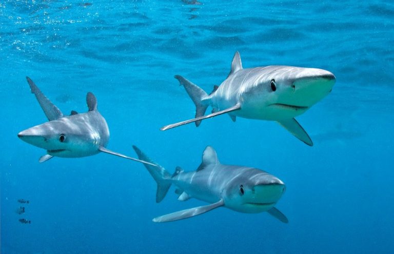 Blue shark, Cape Point, South Africa