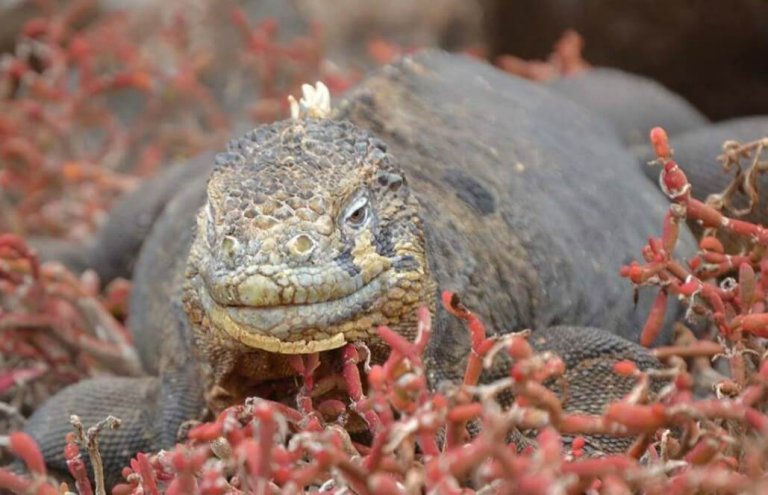 שימור צבי ענק באיי גלאפגוס-16