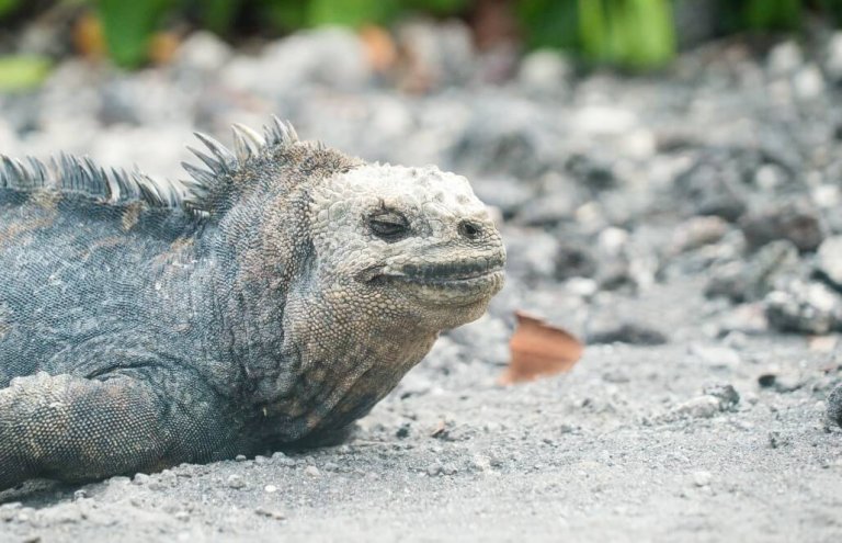 שימור צבי ענק באיי גלאפגוס-20