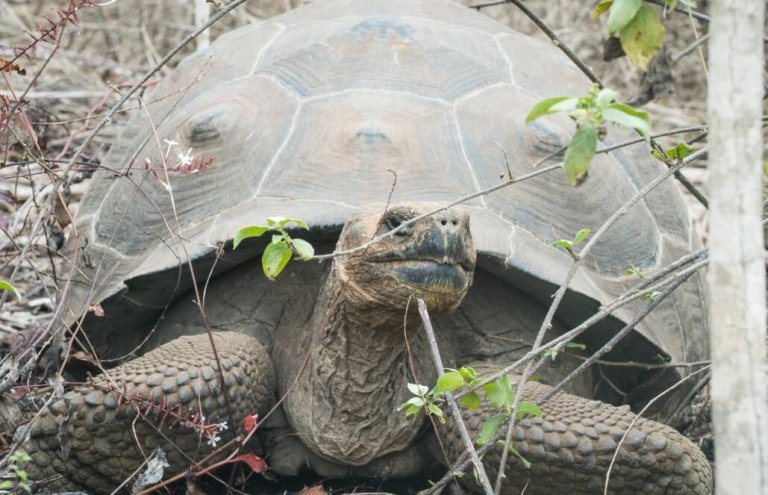 שימור צבי ענק באיי גלאפגוס-21
