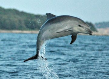 קרואטיה – שימור דולפינים