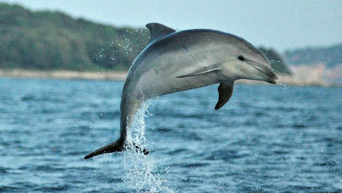 קרואטיה – שימור דולפינים