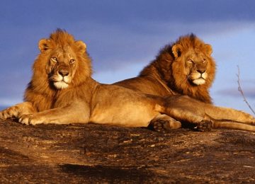 קניה – שימור אריות וטבע במסאי מארה