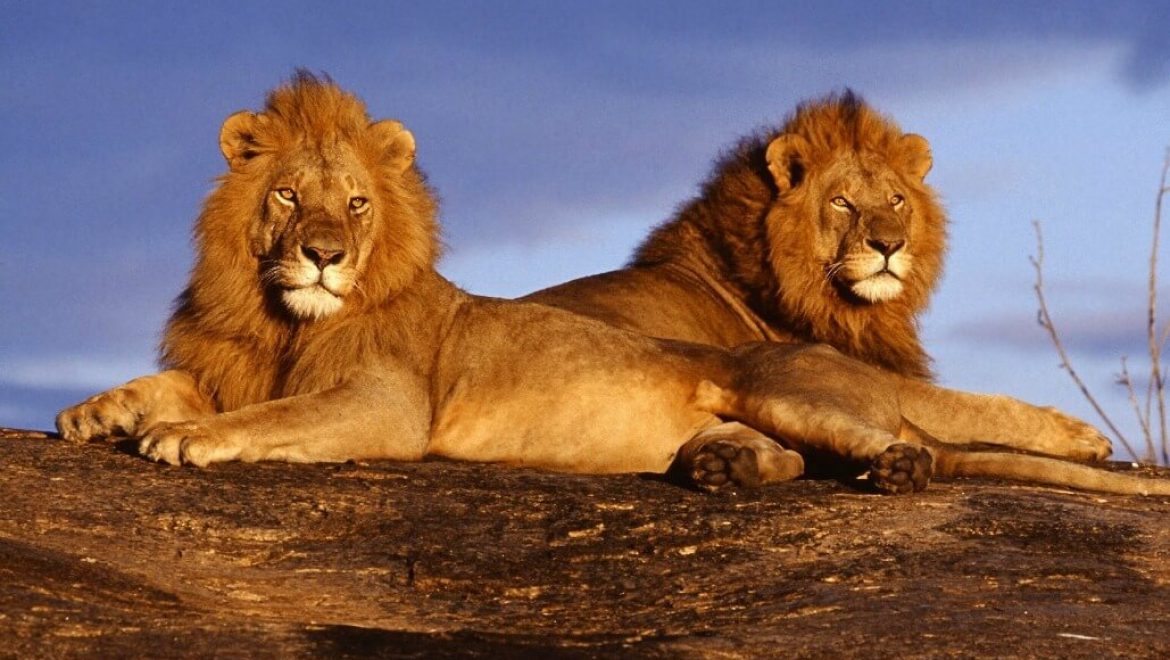 קניה – שימור אריות וטבע במסאי מארה