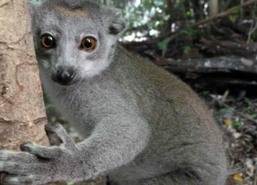 מדגסקר – חקר חיות בר וסביבה