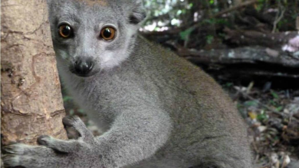מדגסקר – חקר חיות בר וסביבה