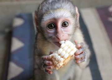 התנדבות במלאווי