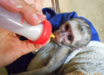 מלאווי – מקלט לחיות בר