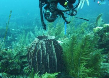 מקסיקו – צלילה ושימור תת ימי
