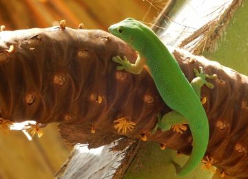 סיישל – שימור טבע וסביבה