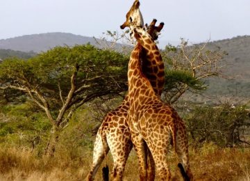 דרום אפריקה – שימור חמשת המינים הגדולים בפארק קרוגר