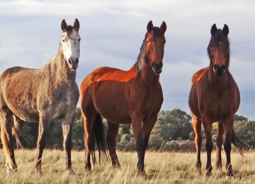 ספרד – חקלאות וסיוע בחקר בעלי חיים