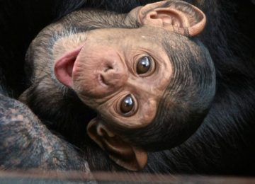 זמביה – טיפול בשימפנזים יתומים