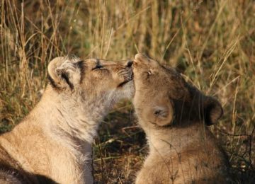 זמביה – שימור אריות בליווינגסטון