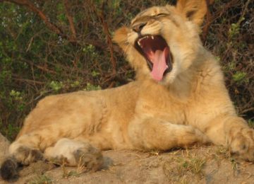 זימבבואה – טיפול באריות במפלי ויקטוריה