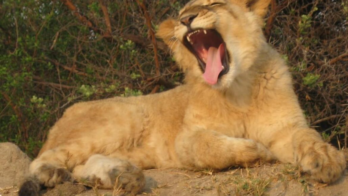 זימבבואה – טיפול באריות במפלי ויקטוריה