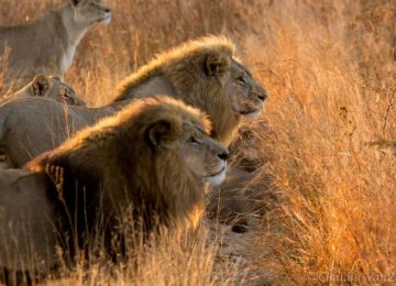 זימבבואה – טיפול באריות בפארק אנטילופ