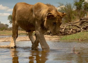 זימבבואה – צילום ושימור חיות בר במפלי ויקטוריה