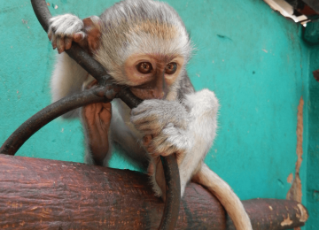 זימבבואה – בית היתומים לחיות בר אפריקאיות