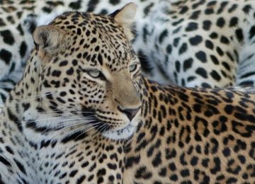 דרום אפריקה – פעילות בחווה לחיות בר אפריקאיות