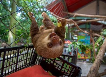 קוסטה ריקה – מרכז להצלת חיות בר