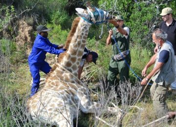 דרום אפריקה – התמחות לתלמידי וטרינריה עם בעלי חיים