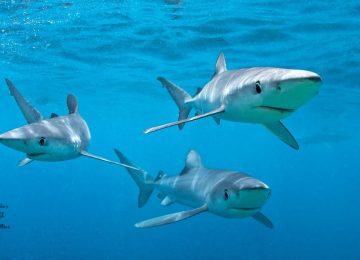 דרום אפריקה – שימור הכריש הלבן בחופי דרום אפריקה