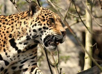 קוסטה ריקה – פעילות עם בעלי חיים בג'ונגל
