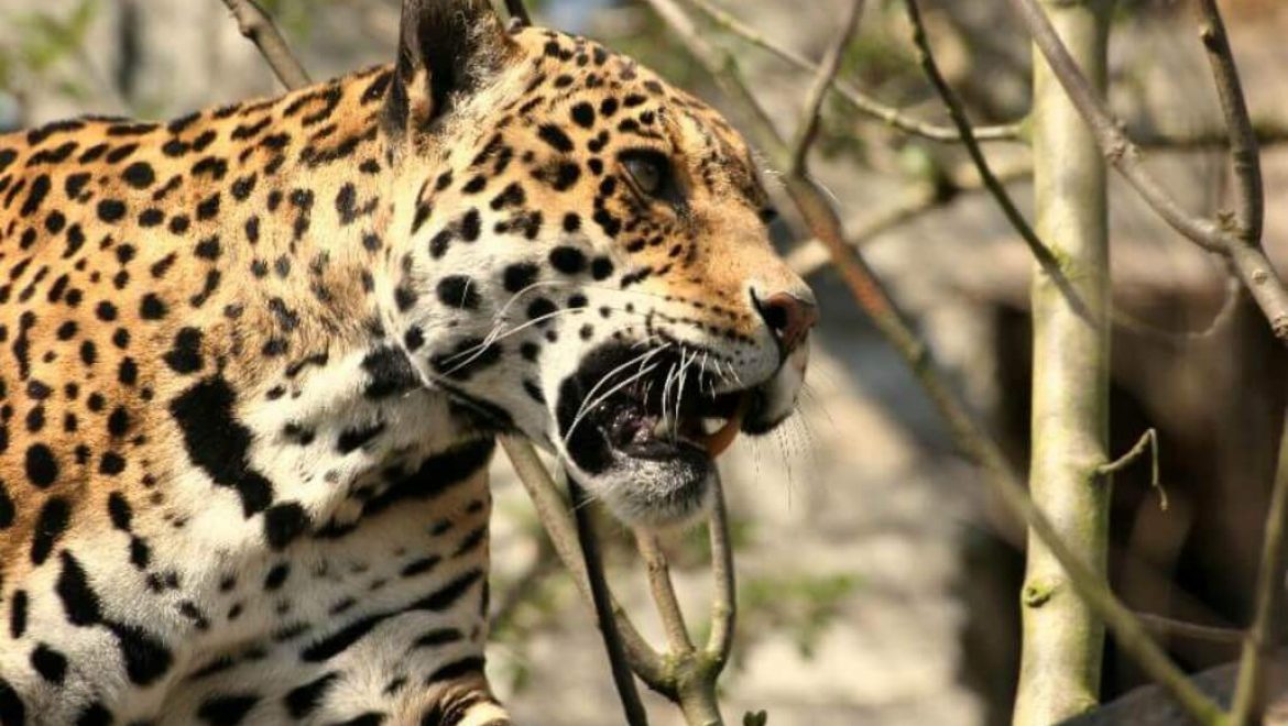קוסטה ריקה – פעילות עם בעלי חיים בג'ונגל