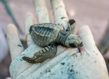 קוסטה ריקה – שימור צבי ים