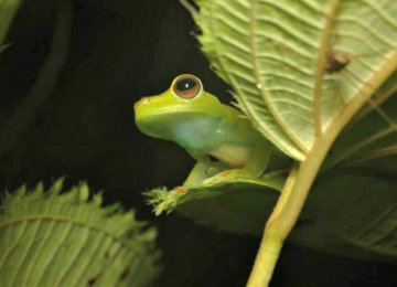 התנדבות בקוסטה ריקה