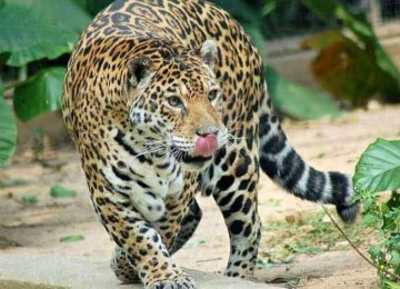 קוסטה ריקה – יגואר – שימור ומחקר