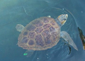 יוון – שימור צבי ים