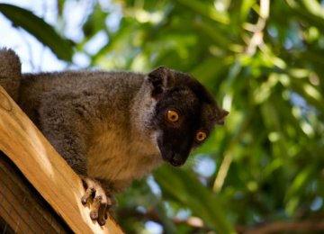 מדגסקר – מרכז שימור ללמורים